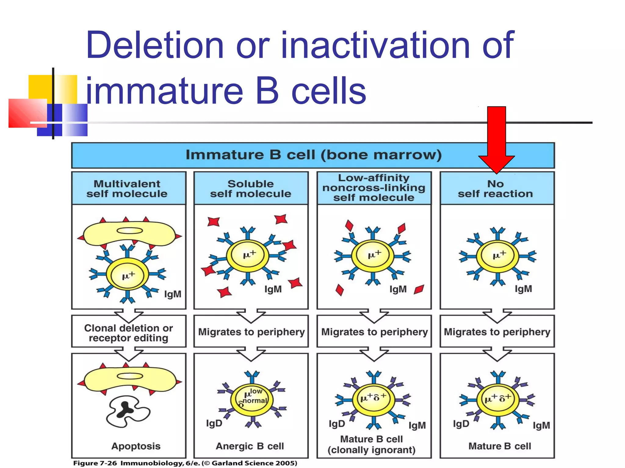 Deletion or inactivation of
immature B cells
 