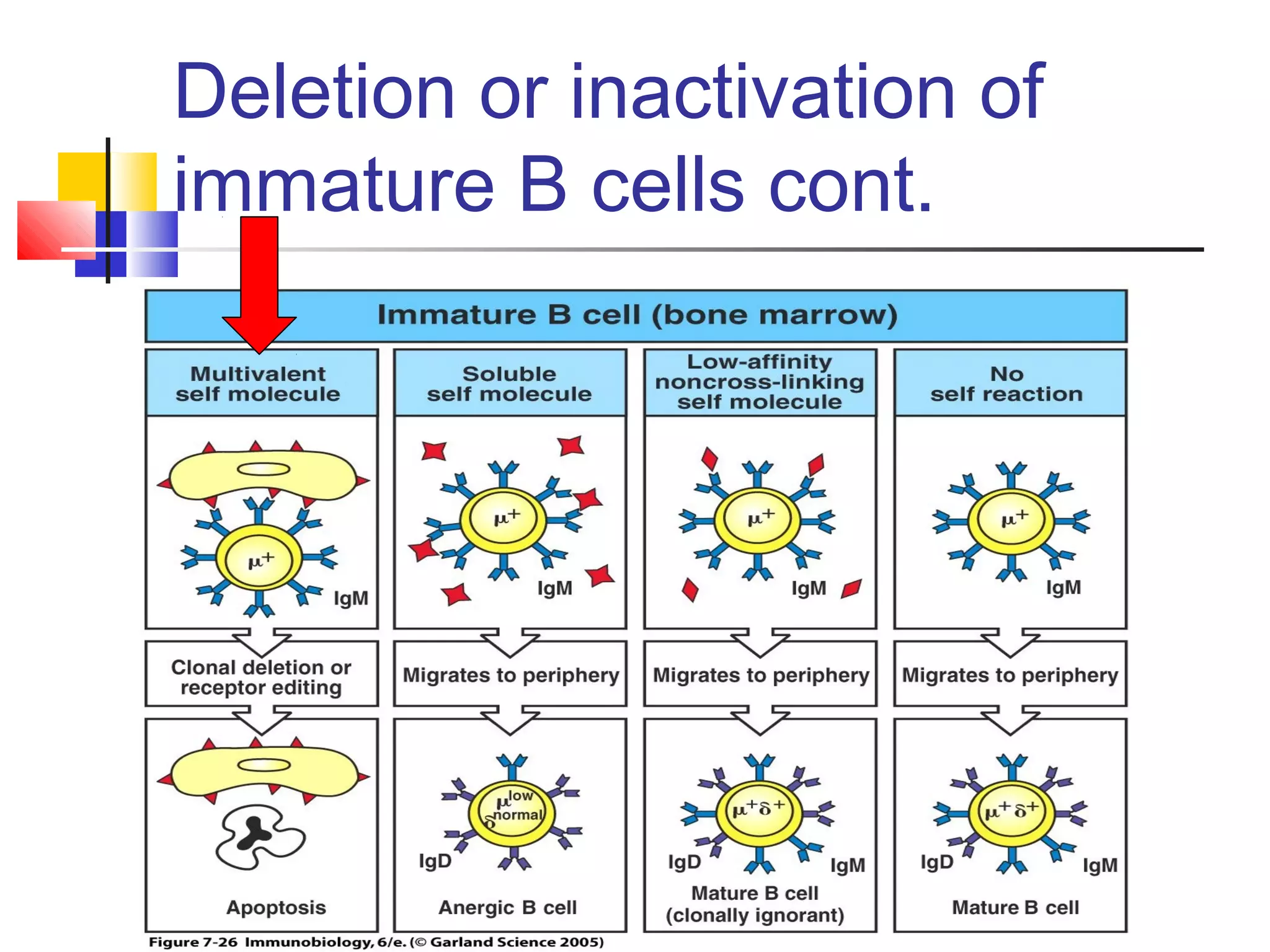 Deletion or inactivation of
immature B cells cont.
 