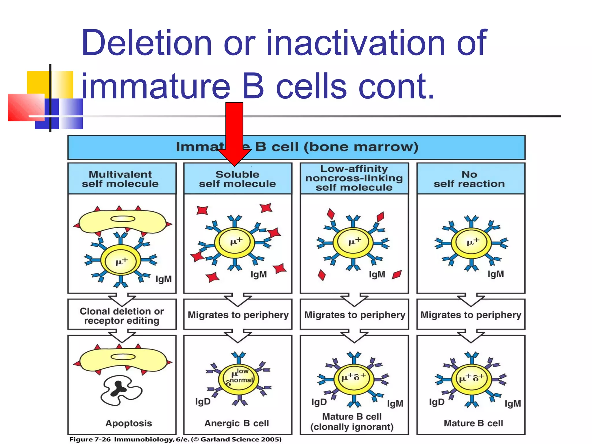 Deletion or inactivation of
immature B cells cont.
 