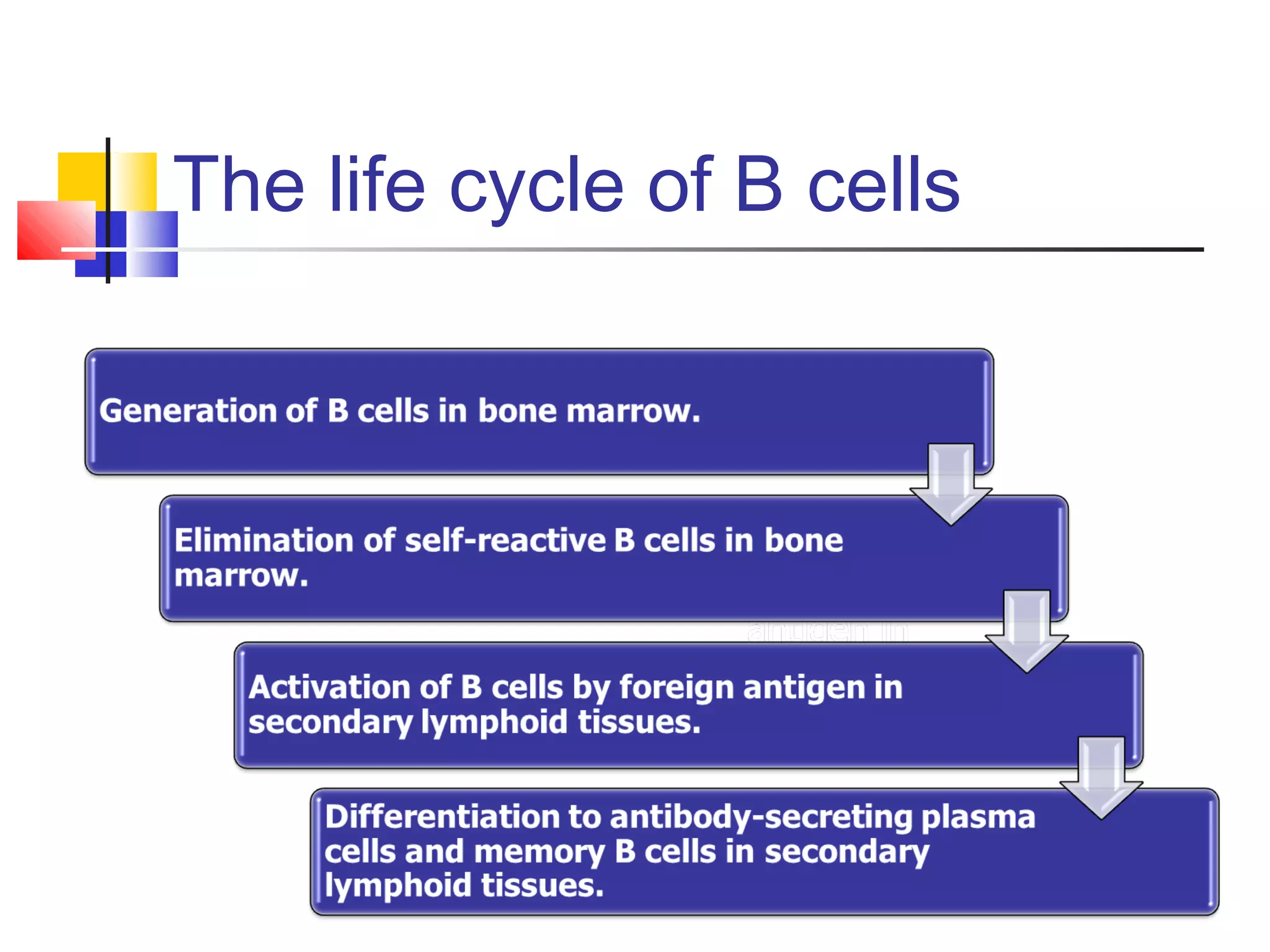 The life cycle of B cells
 