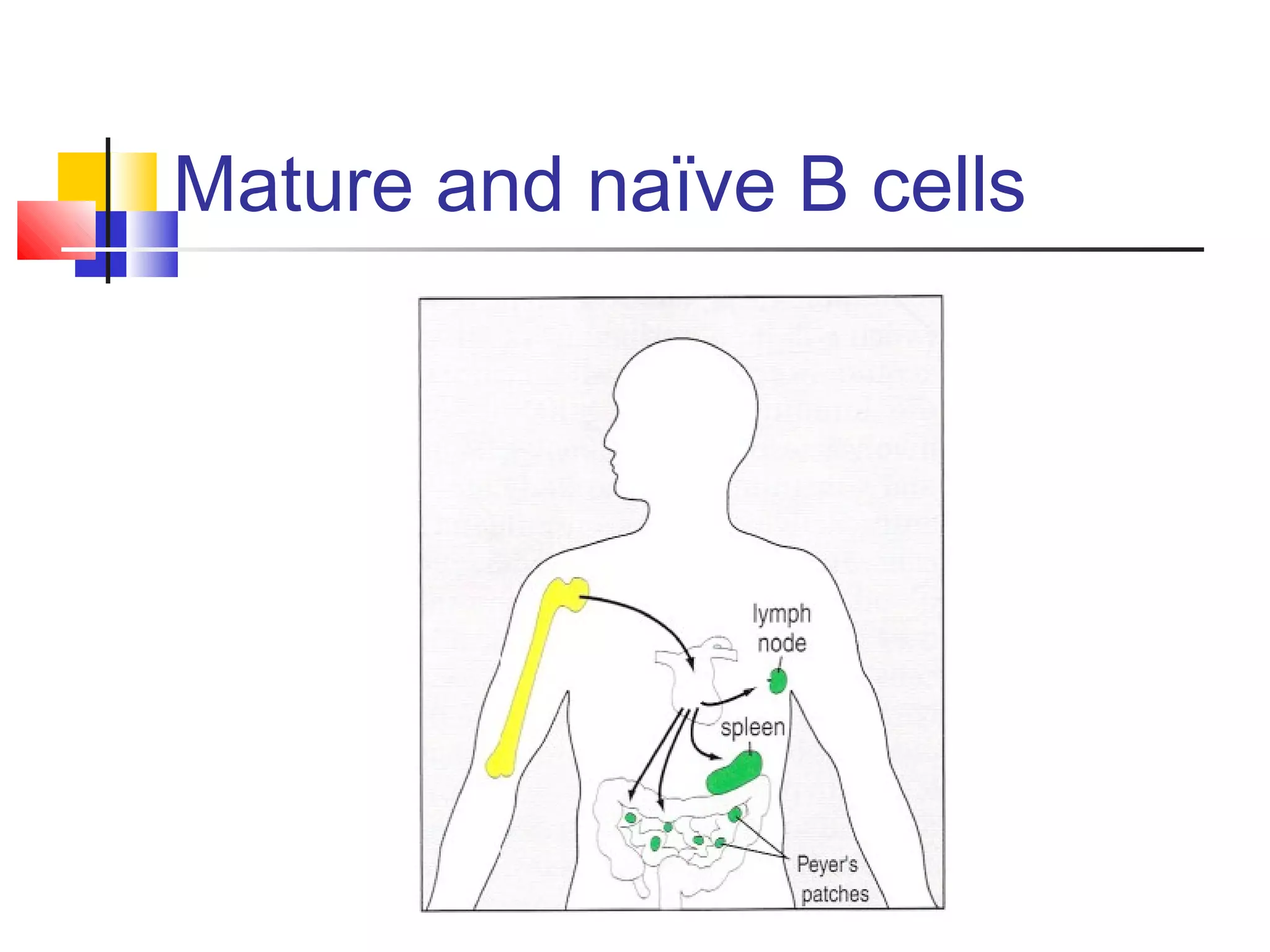 Mature and naïve B cells
 