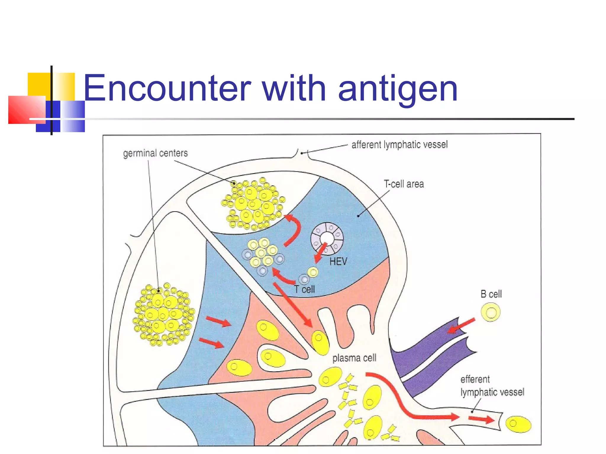 Encounter with antigen
 