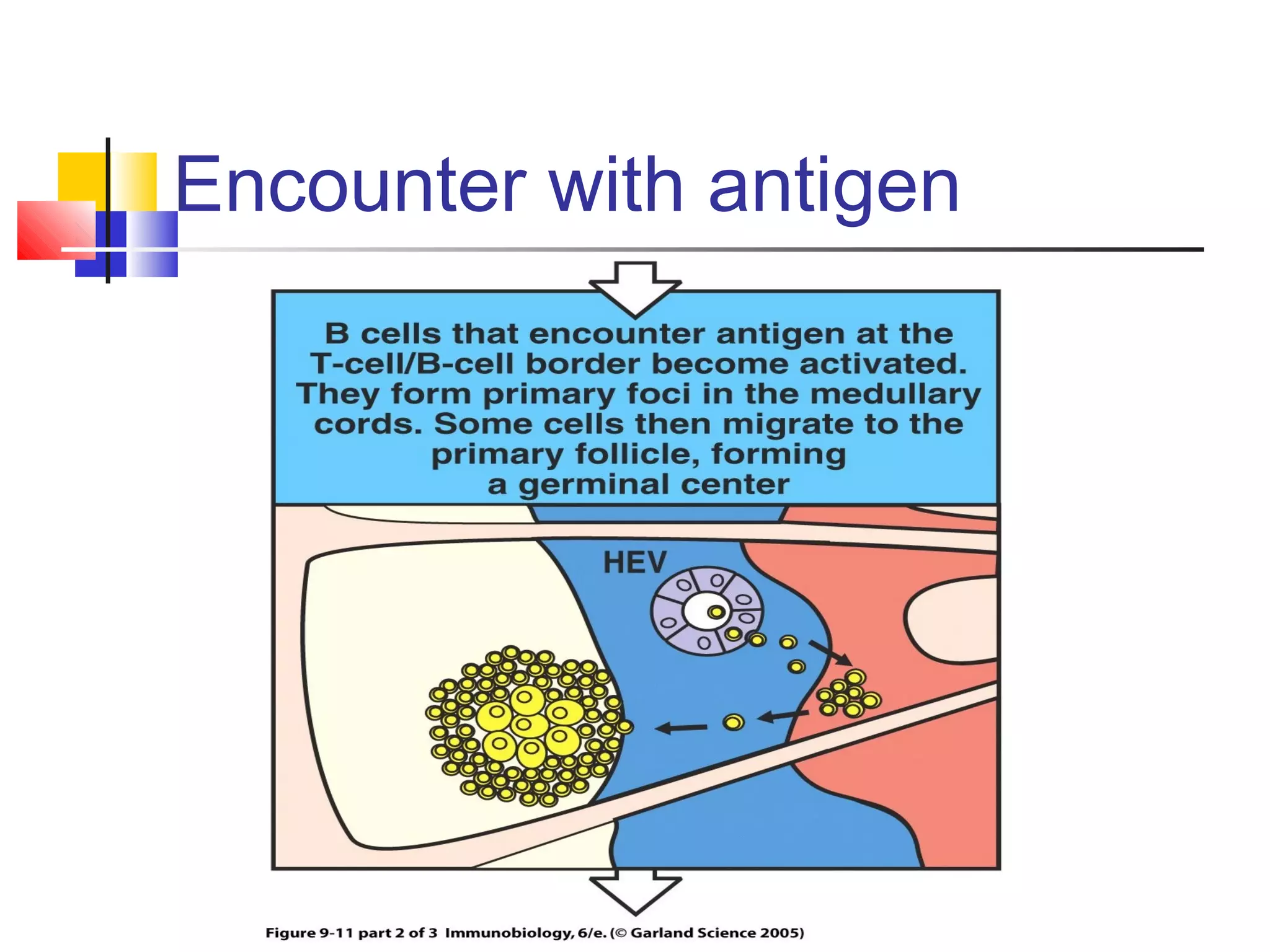 Encounter with antigen
 