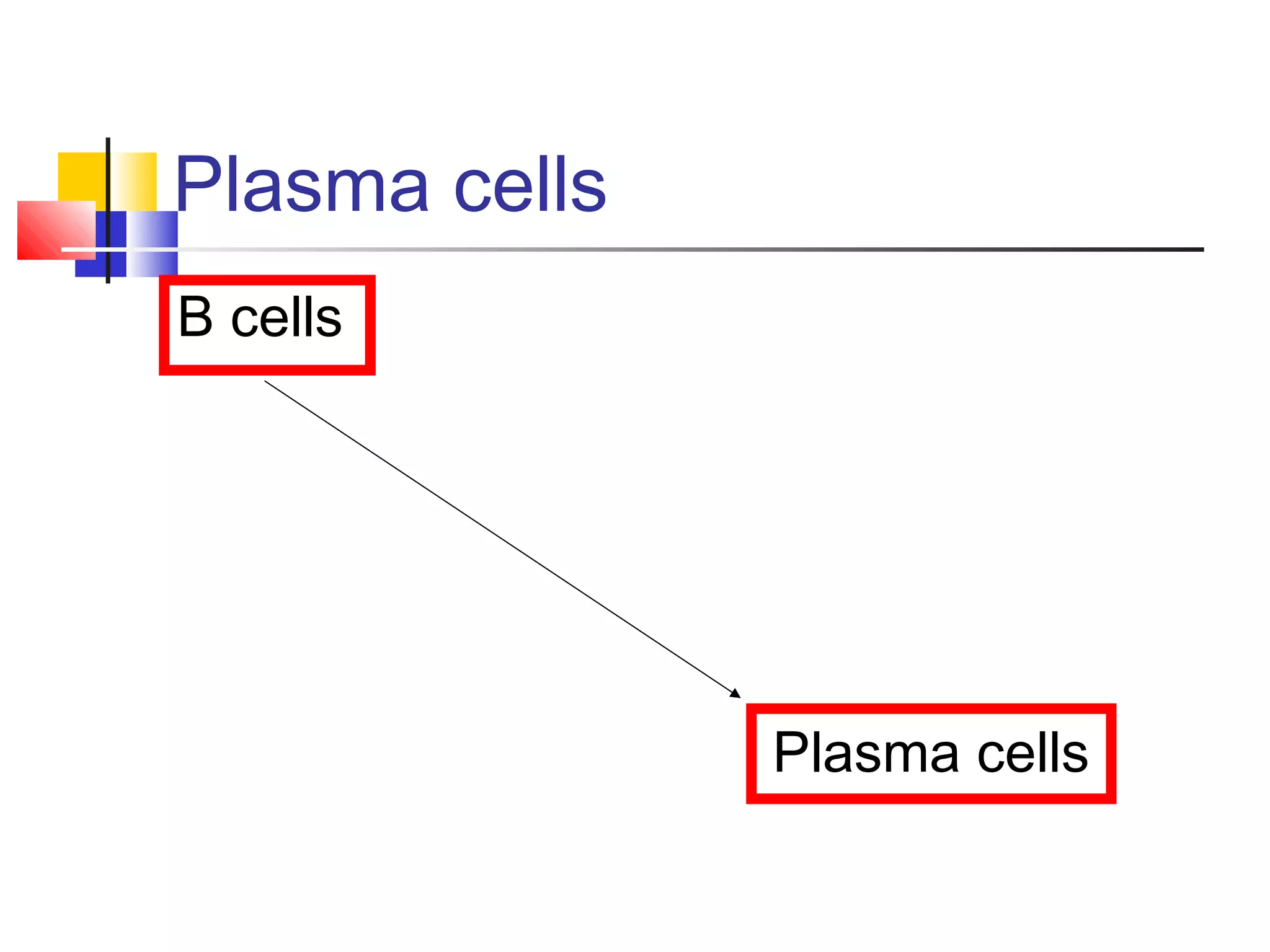 Plasma cells
B cells




               Plasma cells
 