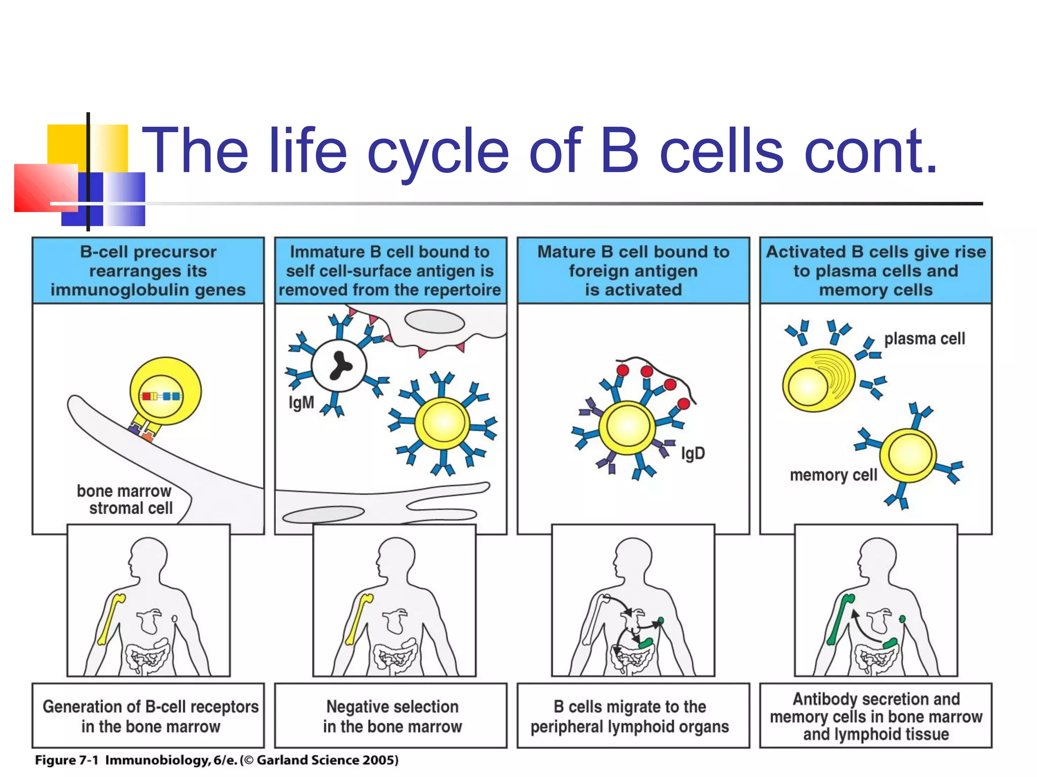 The life cycle of B cells cont.
 