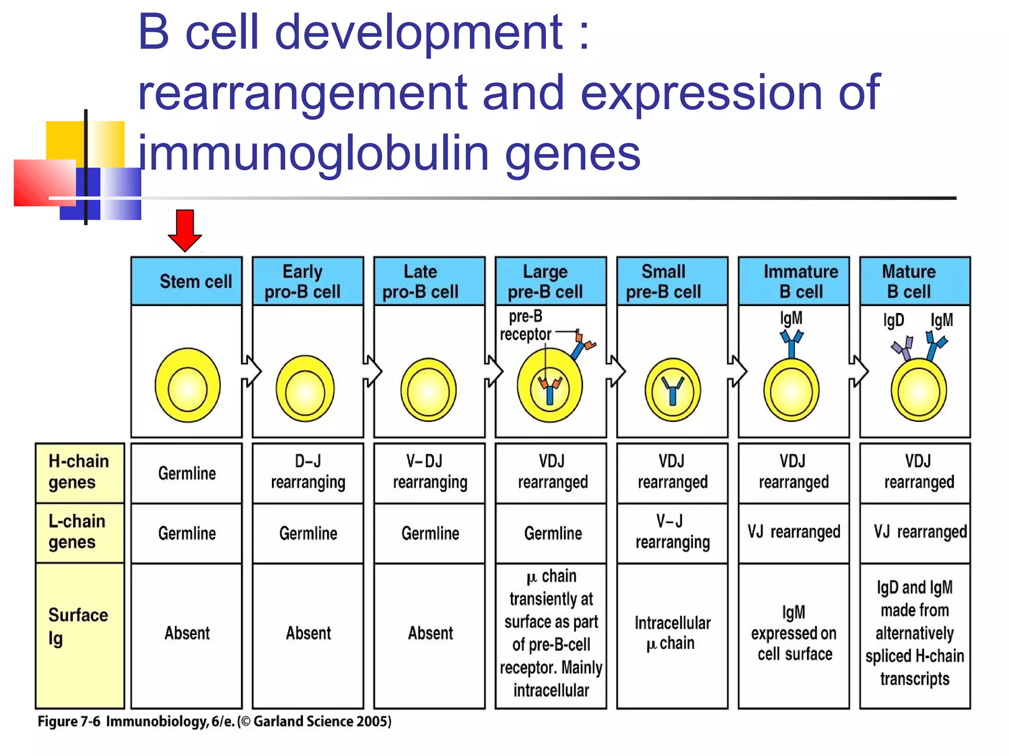 B cell development :
rearrangement and expression of
immunoglobulin genes
 