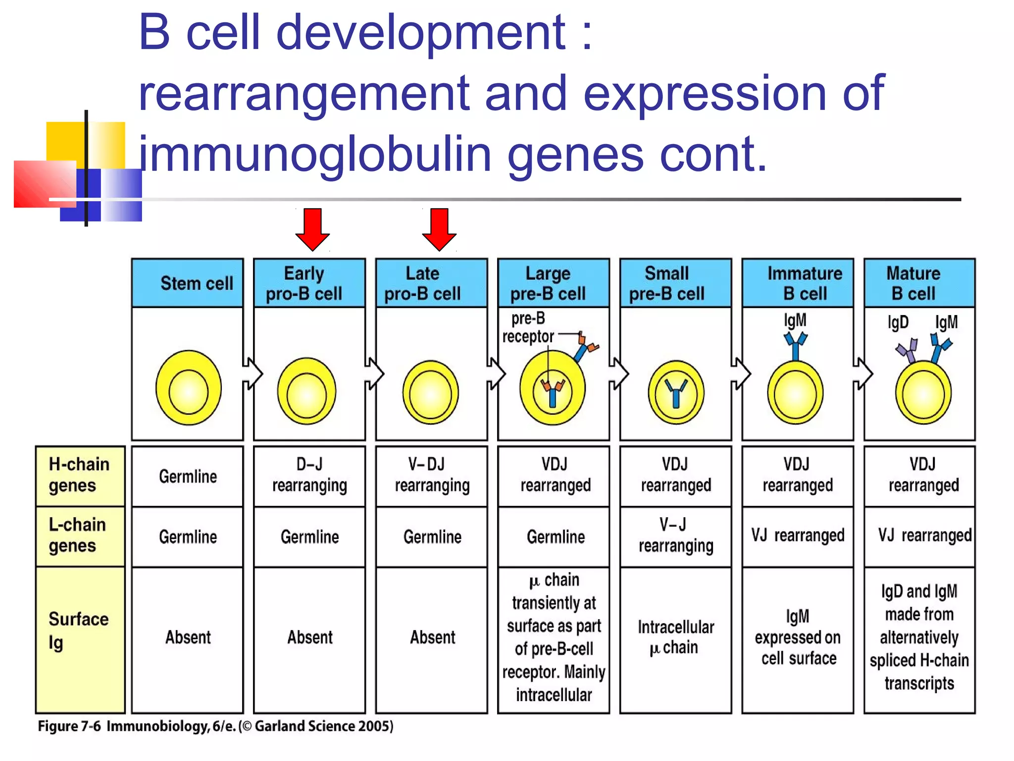 B cell development :
rearrangement and expression of
immunoglobulin genes cont.
 