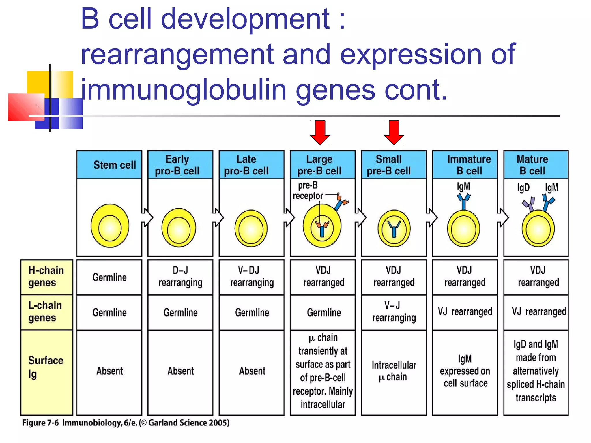 B cell development :
rearrangement and expression of
immunoglobulin genes cont.
 