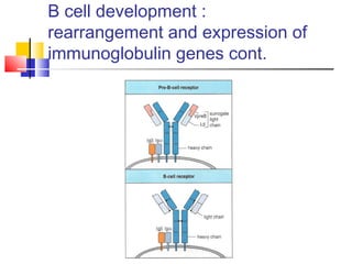B cell development :
rearrangement and expression of
immunoglobulin genes cont.
 