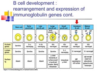 B cell development :
rearrangement and expression of
immunoglobulin genes cont.
 