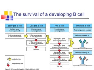 The survival of a developing B cell
 