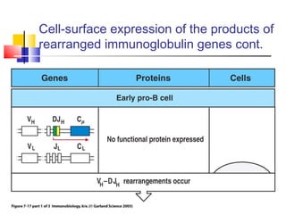 Cell-surface expression of the products of
rearranged immunoglobulin genes cont.
 