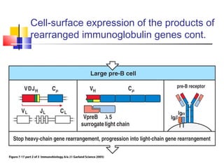 Cell-surface expression of the products of
rearranged immunoglobulin genes cont.
 