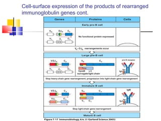 Cell-surface expression of the products of rearranged
immunoglobulin genes cont.
 