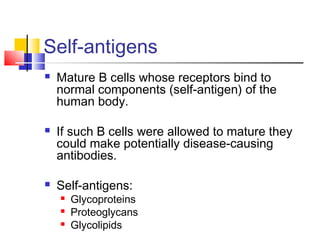 Self-antigens
   Mature B cells whose receptors bind to
    normal components (self-antigen) of the
    human body.

   If such B cells were allowed to mature they
    could make potentially disease-causing
    antibodies.

   Self-antigens:
       Glycoproteins
       Proteoglycans
       Glycolipids
 
