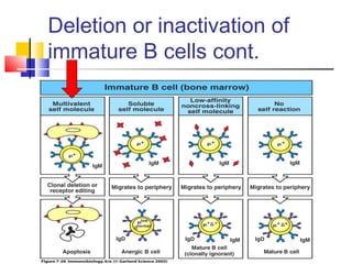 Deletion or inactivation of
immature B cells cont.
 