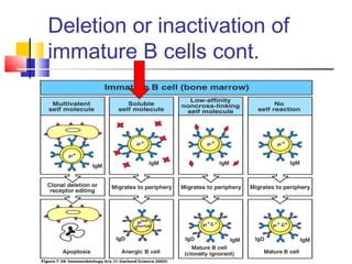 Deletion or inactivation of
immature B cells cont.
 