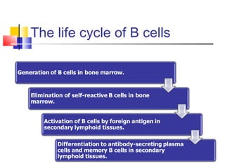 The life cycle of B cells
 