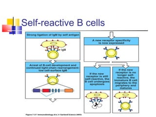 Self-reactive B cells
 