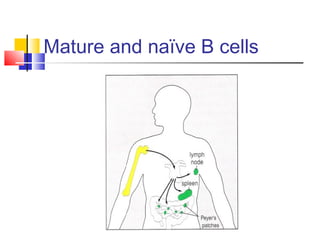 Mature and naïve B cells
 
