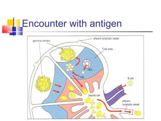 Encounter with antigen
 