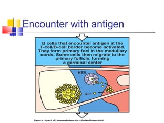 Encounter with antigen
 