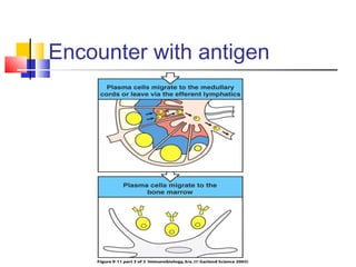 Encounter with antigen
 