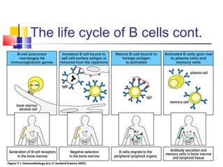 The life cycle of B cells cont.
 