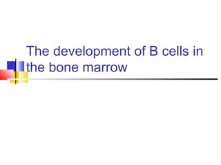 The development of B cells in
the bone marrow
 