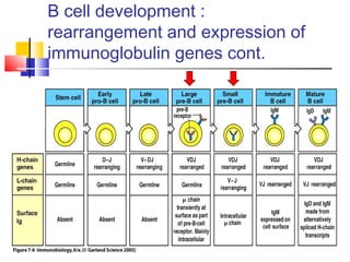 B cell development :
rearrangement and expression of
immunoglobulin genes cont.
 