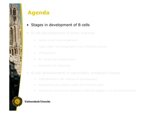 The development of B lymphocytes from the bone marrow precursor.pdf