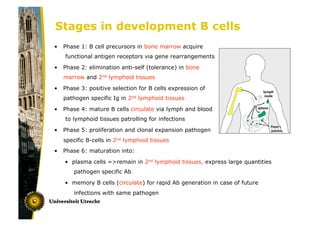 The development of B lymphocytes from the bone marrow precursor.pdf