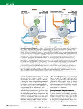 The development of nociceptive circuits | PDF