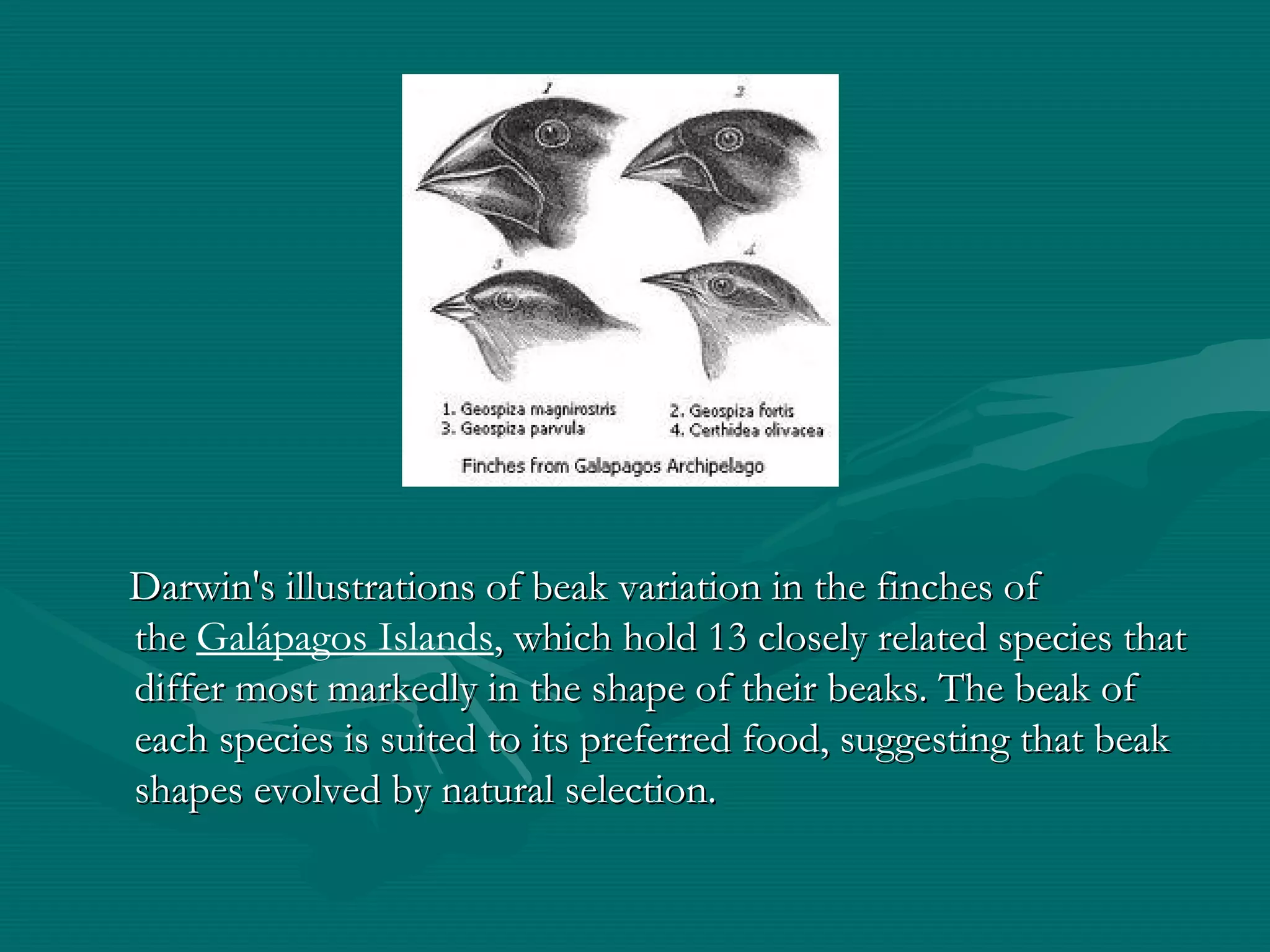 Darwin's illustrations of beak variation in the finches ofDarwin's illustrations of beak variation in the finches of
the the Galápagos Islands, which hold 13 closely related species that, which hold 13 closely related species that
differ most markedly in the shape of their beaks. The beak ofdiffer most markedly in the shape of their beaks. The beak of
each species is suited to its preferred food, suggesting that beakeach species is suited to its preferred food, suggesting that beak
shapes evolved by natural selection. shapes evolved by natural selection. 
 