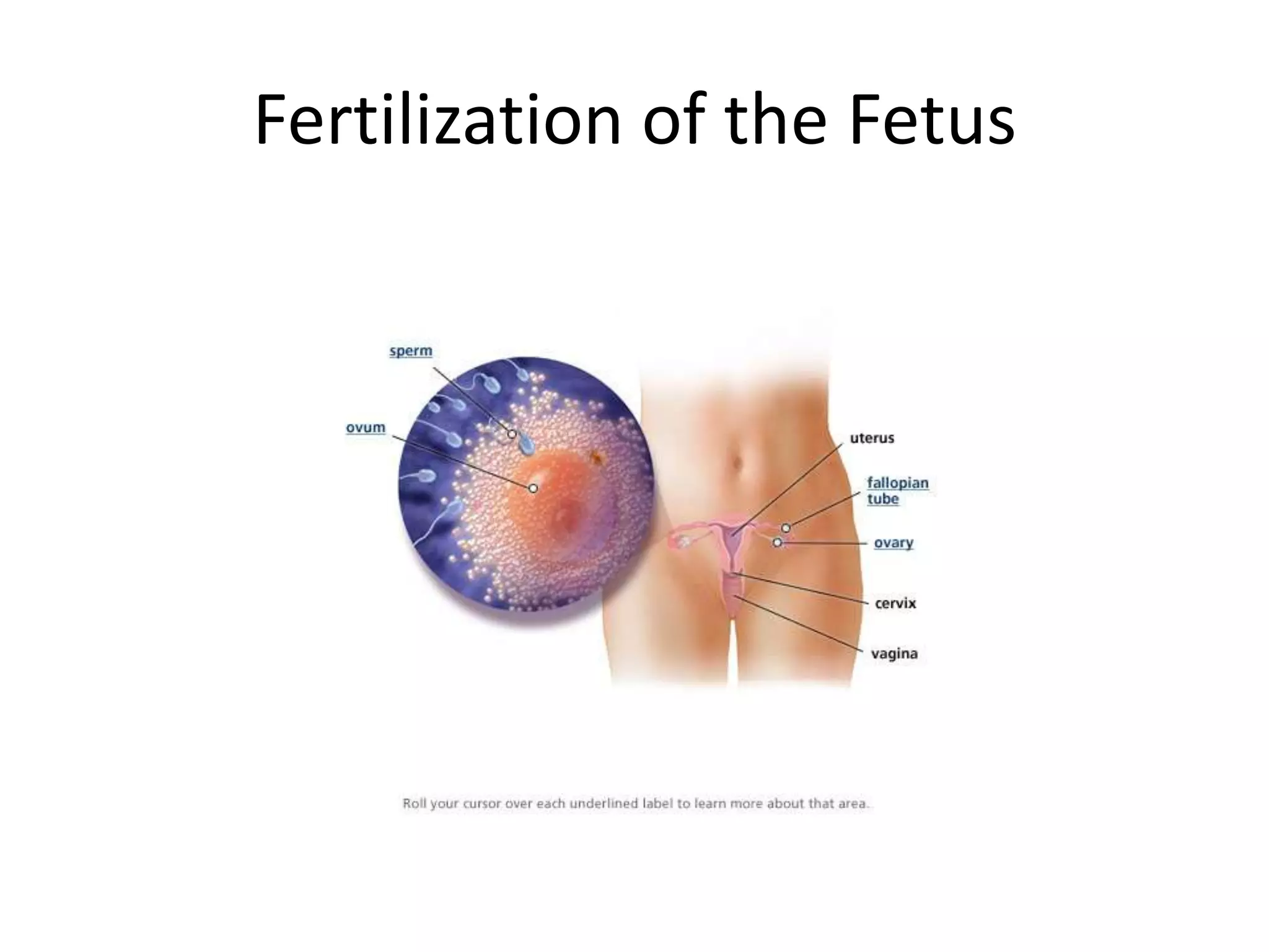 Fertilization of the Fetus