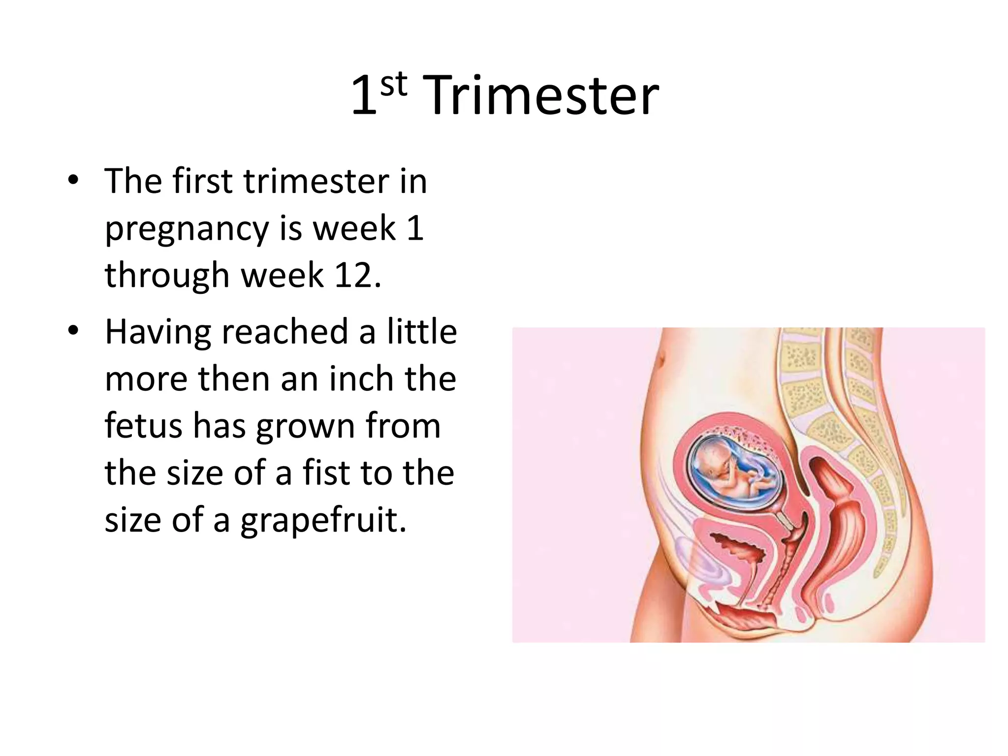 1st Trimester
• The first trimester in
pregnancy is week 1
through week 12.
• Having reached a little
more then an inch the
fetus has grown from
the size of a fist to the
size of a grapefruit.