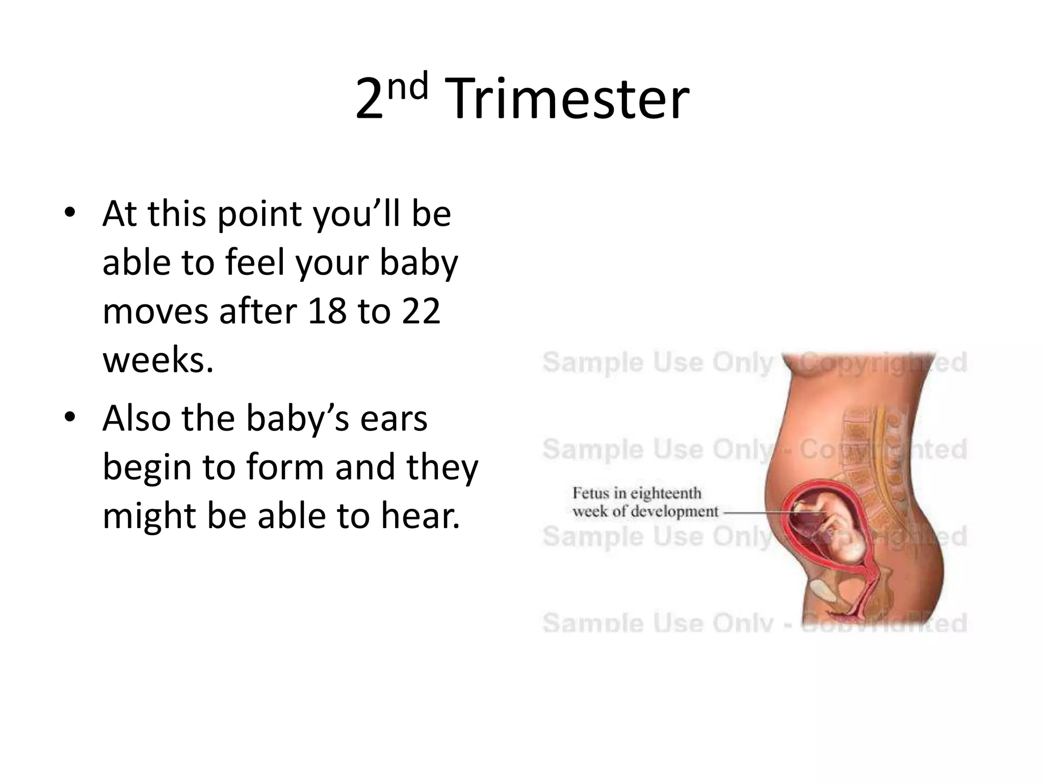2nd Trimester
• At this point you’ll be
able to feel your baby
moves after 18 to 22
weeks.
• Also the baby’s ears
begin to form and they
might be able to hear.