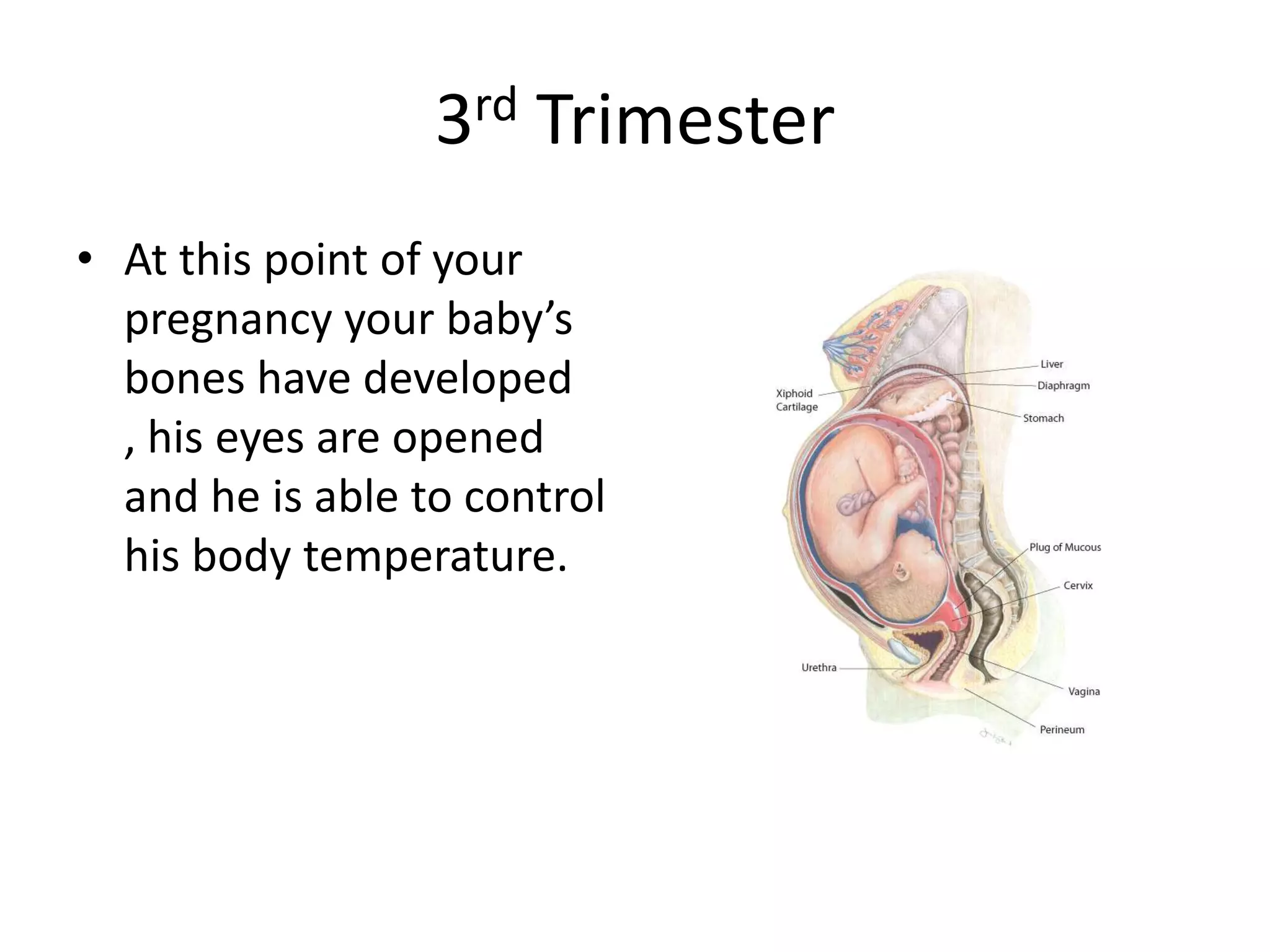 3rd Trimester
• At this point of your
pregnancy your baby’s
bones have developed
, his eyes are opened
and he is able to control
his body temperature.