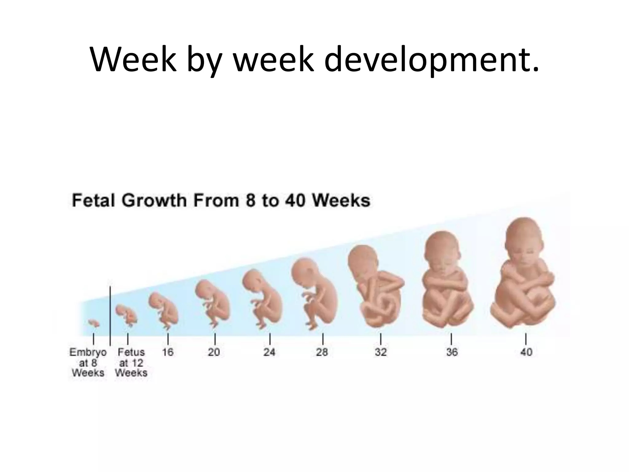 Week by week development.