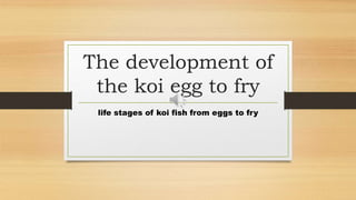 The development of
the koi egg to fry
life stages of koi fish from eggs to fry
 