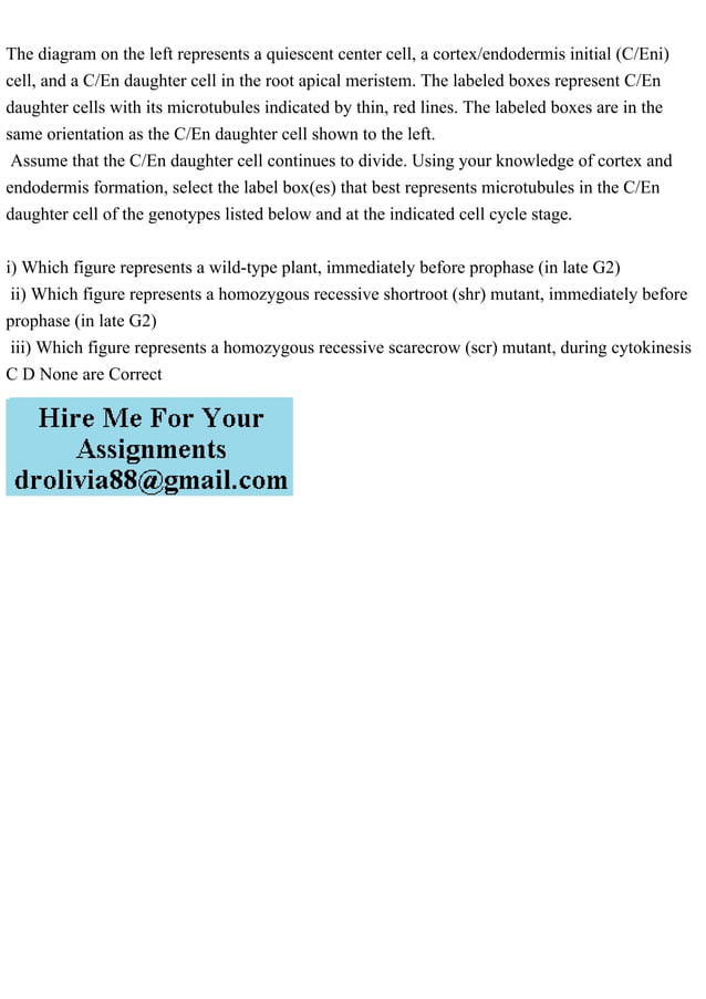 The diagram on the left represents a quiescent center cell, a cortex.pdf