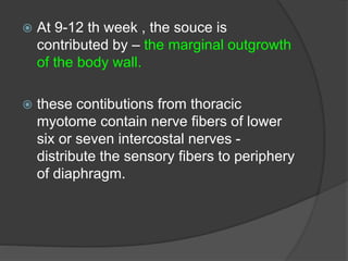  At 9-12 th week , the souce is
contributed by – the marginal outgrowth
of the body wall.
 these contibutions from thoracic
myotome contain nerve fibers of lower
six or seven intercostal nerves -
distribute the sensory fibers to periphery
of diaphragm.
 