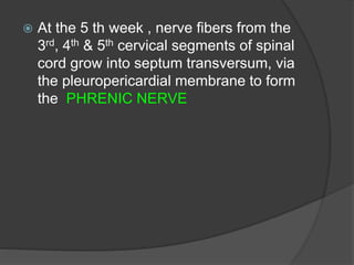  At the 5 th week , nerve fibers from the
3rd, 4th & 5th cervical segments of spinal
cord grow into septum transversum, via
the pleuropericardial membrane to form
the PHRENIC NERVE
 