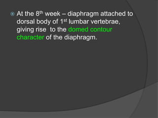  At the 8th week – diaphragm attached to
dorsal body of 1st lumbar vertebrae,
giving rise to the domed contour
character of the diaphragm.
 