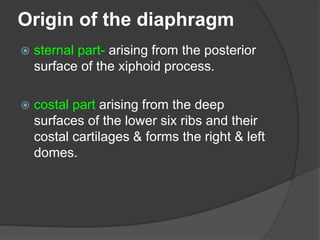 Origin of the diaphragm
 sternal part- arising from the posterior
surface of the xiphoid process.
 costal part arising from the deep
surfaces of the lower six ribs and their
costal cartilages & forms the right & left
domes.
 
