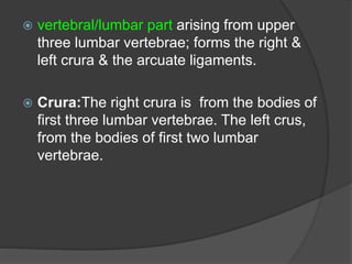  vertebral/lumbar part arising from upper
three lumbar vertebrae; forms the right &
left crura & the arcuate ligaments.
 Crura:The right crura is from the bodies of
first three lumbar vertebrae. The left crus,
from the bodies of first two lumbar
vertebrae.
 