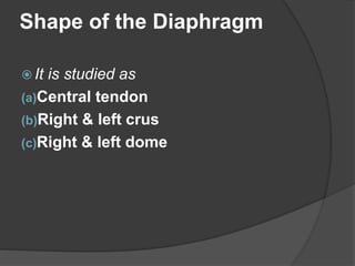 Shape of the Diaphragm
 It is studied as
(a)Central tendon
(b)Right & left crus
(c)Right & left dome
 