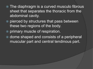  The diaphragm is a curved musculo fibrous
sheet that separates the thoracic from the
abdominal cavity.
 pierced by structures that pass between
these two regions of the body.
 primary muscle of respiration.
 dome shaped and consists of a peripheral
muscular part and central tendinous part.
 