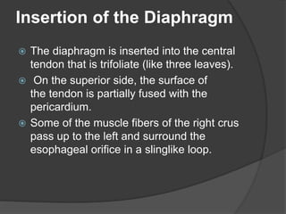 Insertion of the Diaphragm
 The diaphragm is inserted into the central
tendon that is trifoliate (like three leaves).
 On the superior side, the surface of
the tendon is partially fused with the
pericardium.
 Some of the muscle fibers of the right crus
pass up to the left and surround the
esophageal orifice in a slinglike loop.
 