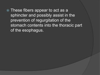  These fibers appear to act as a
sphincter and possibly assist in the
prevention of regurgitation of the
stomach contents into the thoracic part
of the esophagus.
 